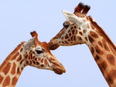 I Odense Zoo har de bl.a. giraffer